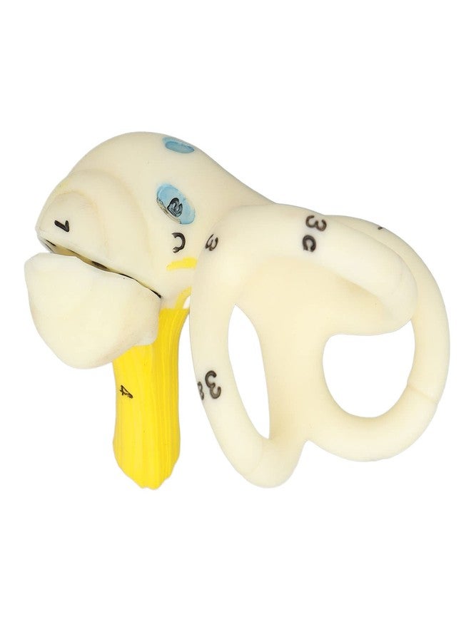 ANGGREK Ear Semicircular Canal Model, ANGGREK Ear Semicircular Canal Anatomical Magnification Ear Internal Structure Model Inner Ear Cochlea Model - Image 4